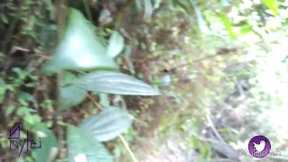 I knew this hottie in the woods and I fucked her in the bushes! Kylei Ellish and Wllian Vegas